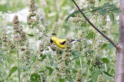 goldfinch eating catnip seeds